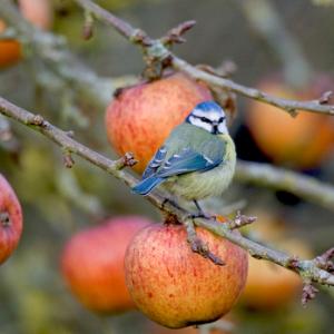 Blue Tit 2 DM0159