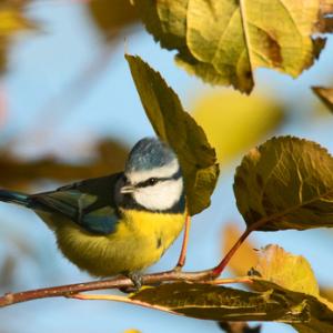 Blue Tit DM1773