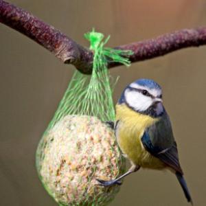 Blue Tit on a Fat Ball DM0174