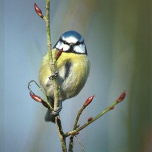Blue tit DM0873