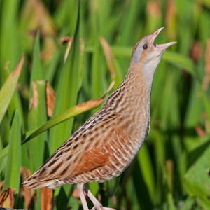 Calling Corncrake on Rock DM0852
