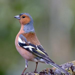 Chaffinch DM1775