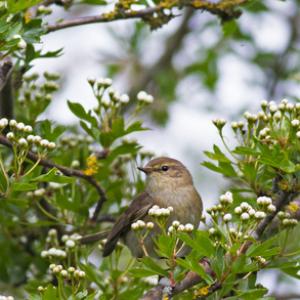 Chiffchaff DM1776