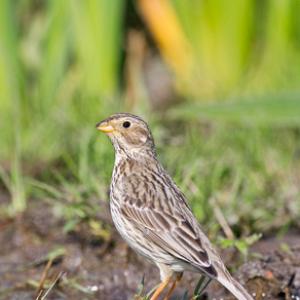 Corn Bunting DM0841