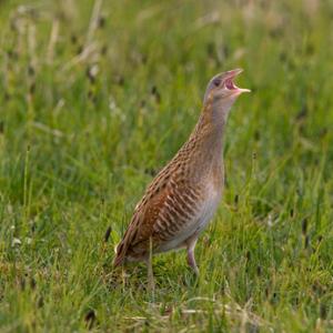 Corncrake DM0856