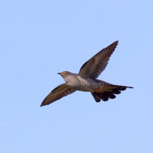 Cuckoo  in Flight DM0833
