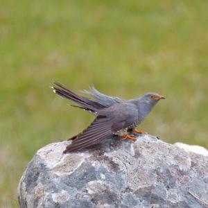 Cuckoo DM0834