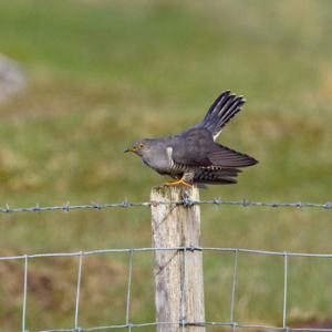 Cuckoo DM0835