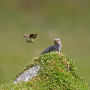 Cuckoo and Meadow Pipit DM0842