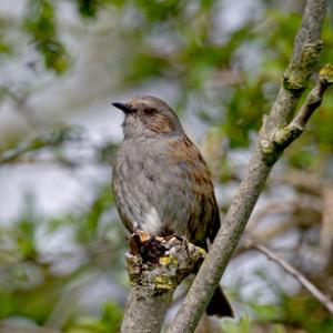 Dunnock DM0175