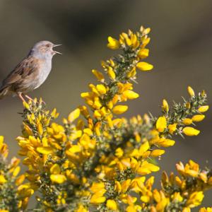 Dunnock DM1784