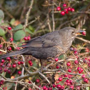 Female Blackbird Eating Hawthorn Berries DM1269