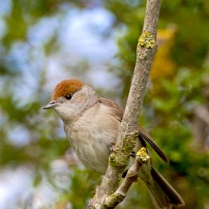 Female Blackcap DM0176