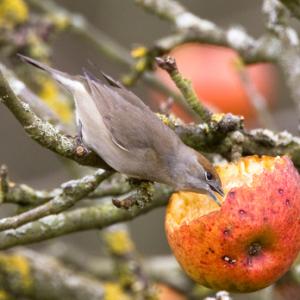 Female Blackcap DM0760