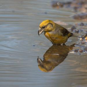 Female Crossbill  DM1777