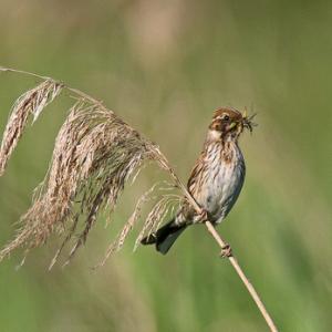 Female Reed Bunting DM1785