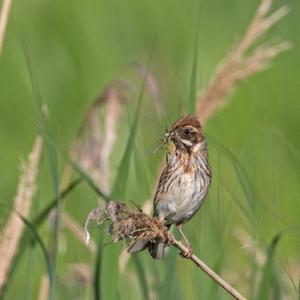 Female Reed Bunting DM1786
