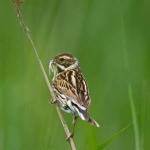 Female Reed Bunting DM1787