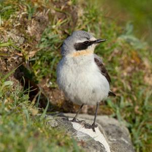 Female Wheatear DM0843