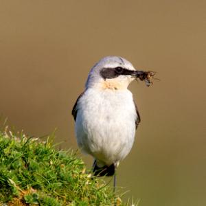 Female Wheatear DM0857