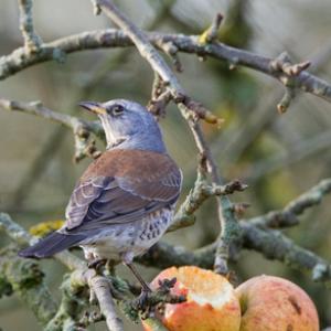 Fieldfare