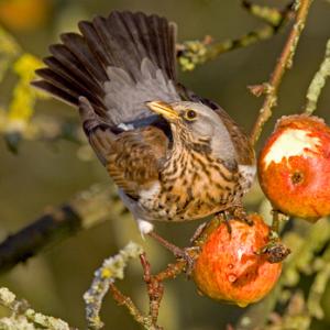 Fieldfare 2