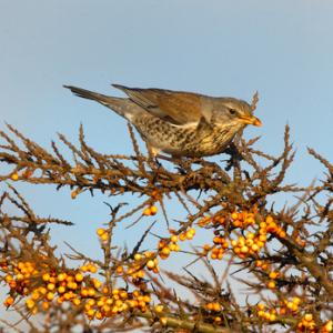Fieldfare in Sea Buckthorn 2 DM0160