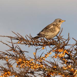 Fieldfare in Sea Buckthorn 3 DM0165