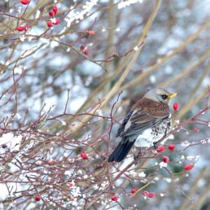 Fieldfare in Winter DM1789
