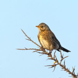 Fieldfare on Sea Buckthorn 4 DM0169