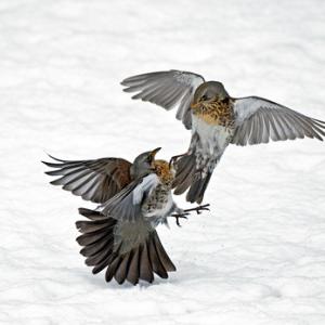 Fieldfares Fighting DM1790