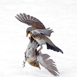 Fieldfares Fighting DM1791
