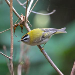 Firecrest  DM1792