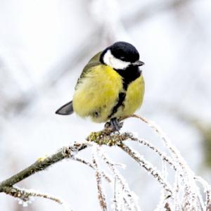 Geat Tit in the Hoar Frost DM0177