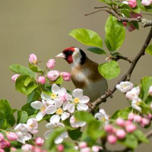 Goldfinch DM0778