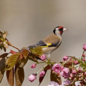 Goldfinch DM0779