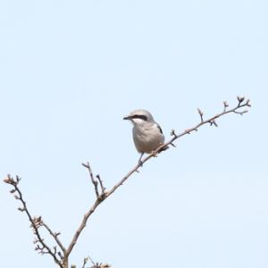 Great Grey Shrike DM1861