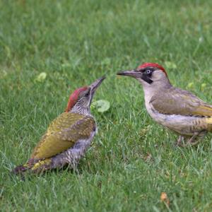 Green Woodpecker and Young DM1795