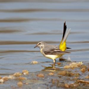 Greywagtail DM0782