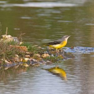 Greywagtail DM0783