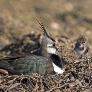 Lapwing & Chick DM0789