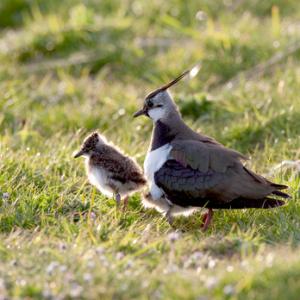 Lapwing and Chick DM0858