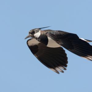 Lapwing in Flight DM0859