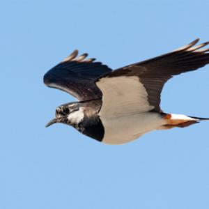 Lapwing in Flight DM0860