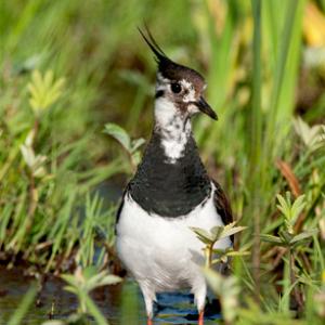 Farmland & Garden Birds