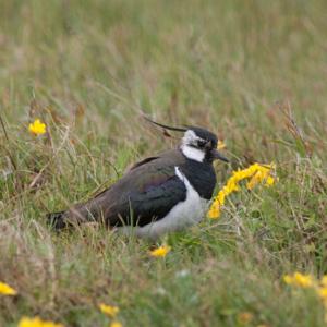 Lapwing in the Marsh DM0862