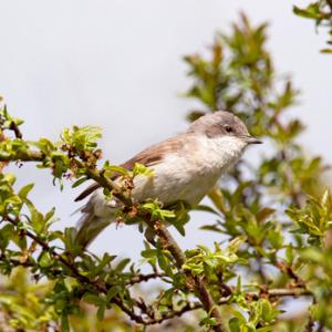 Lesser Whitethroat 2 DM0161