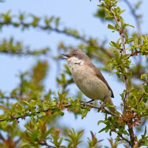 Lesser Whitethroat 3 DM0166