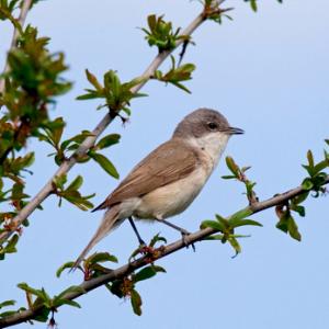 Lesser Whitethroat 4 DM0170