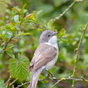 Lesser Whitethroat DM0179